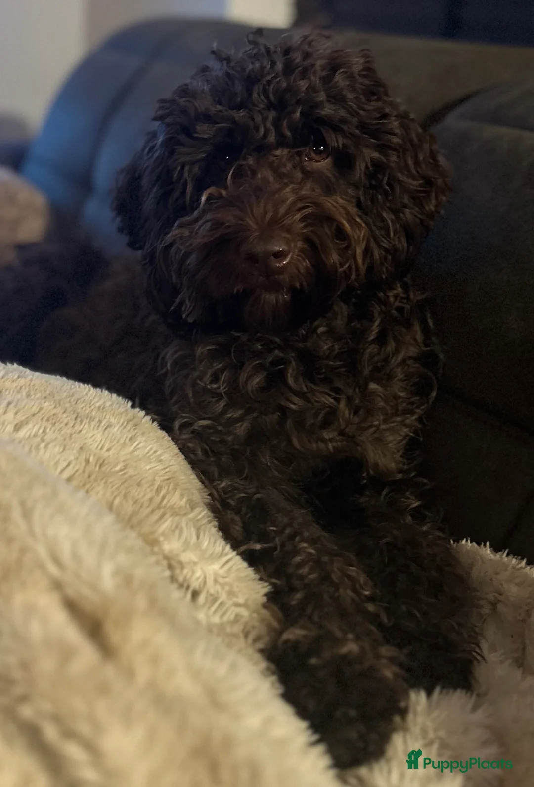 Australian Labradoodle honden te koop: Medium Cobberdog/Australian Labradoodle nestaank - Advertentie 5