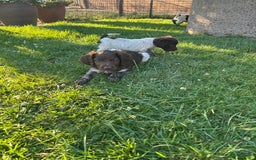 Heidewachtel honden te koop: Prachtige HeideDoodle pups in Mierlo - Afbeelding 8