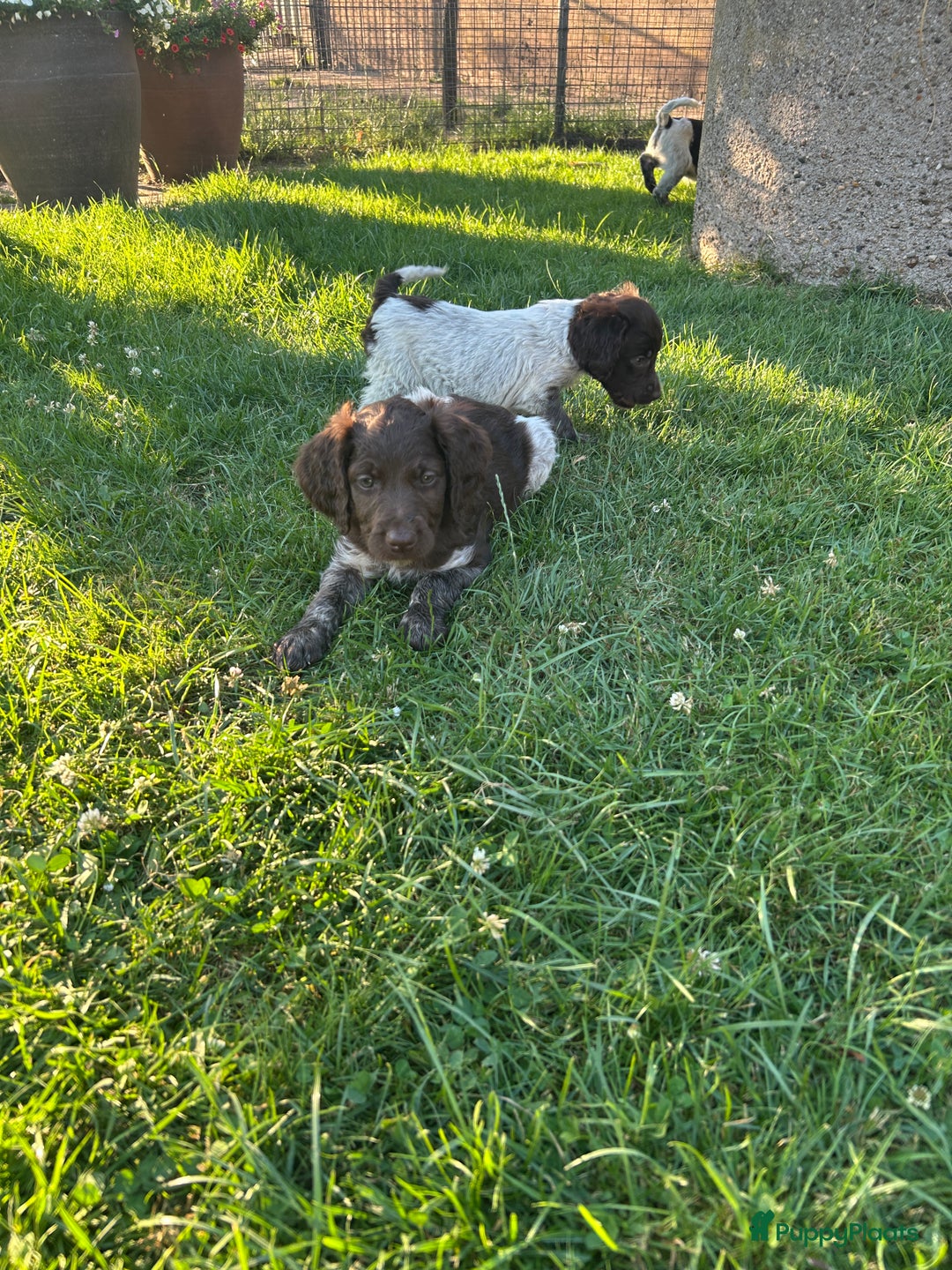 Heidewachtel honden te koop: Prachtige HeideDoodle pups in Mierlo - Afbeelding 8