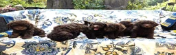 Labradoodle honden te koop: Labradoodle pups - Advertentie 6