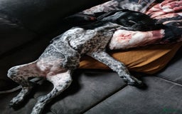 Duitse Staande Hond Korthaar honden te koop: Zindelijke DSK pups met stamboom  in Gelselaar - Afbeelding 13
