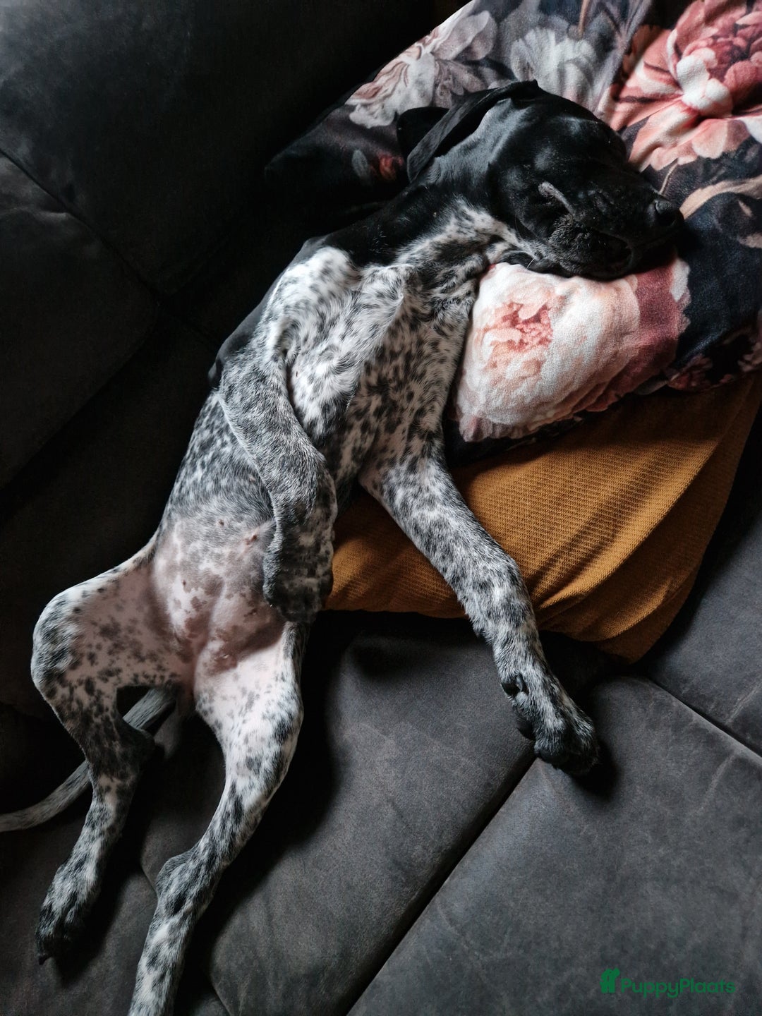 Duitse Staande Hond Korthaar honden te koop: Zindelijke DSK pups met stamboom  in Gelselaar - Afbeelding 13