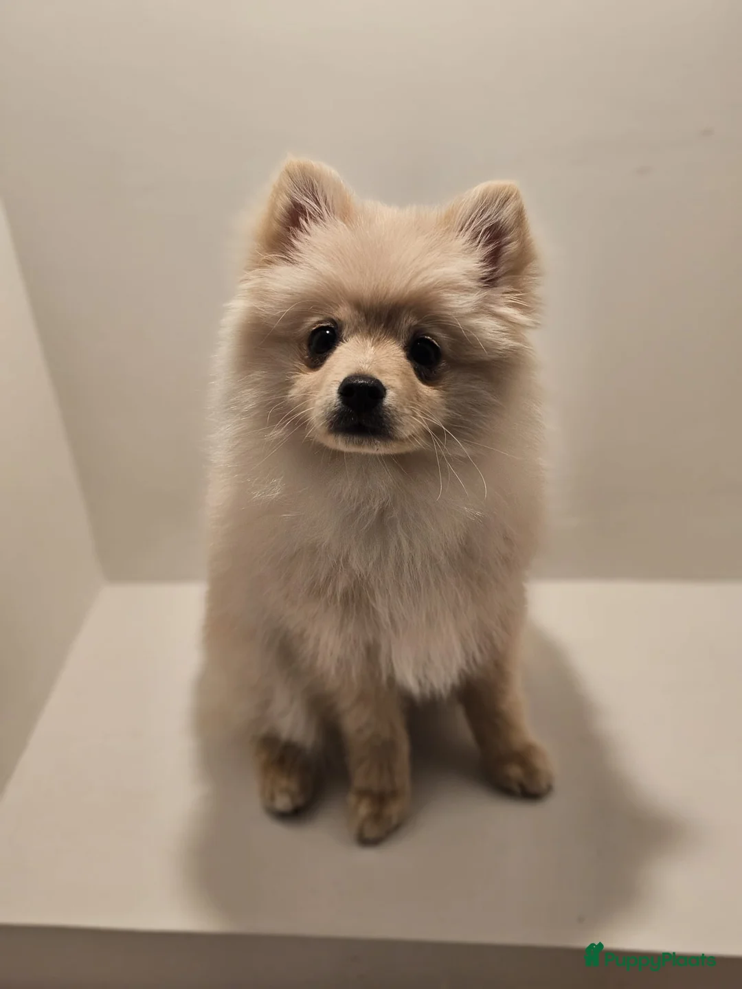 Pomeriaan honden te koop: Pomeriaan pup teefje Creme Sable  - Advertentie 1