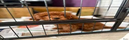 Poedel Toy honden te koop: Toy poedel pups reutje en teefje - Advertentie 13