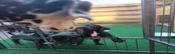 Kruising honden te koop: Prachtige Labradoodle x Dalmatiër puppy's! - Advertentie 8