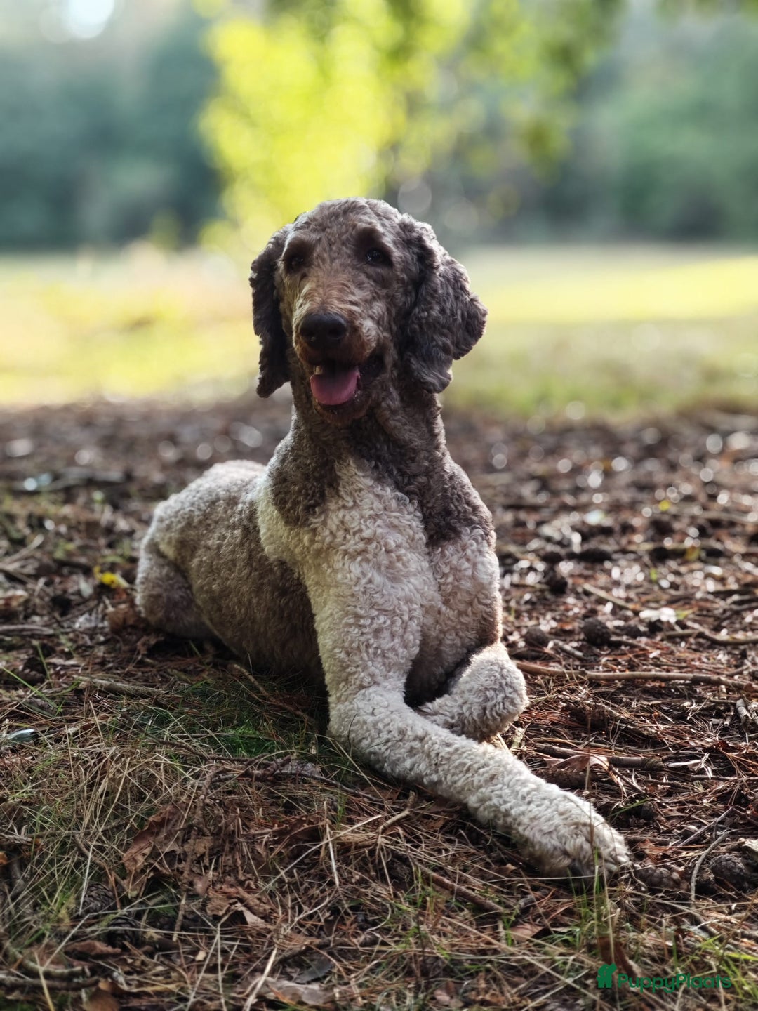 Poedel honden te koop: koningspoedel pups - Afbeelding 14