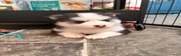 Pomsky honden te koop: Pomsky puppy’s F3 - Advertentie 27