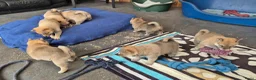 Kruising honden te koop: Shiba inu pups 8 weken (kwart pomeriaan) - Advertentie 20