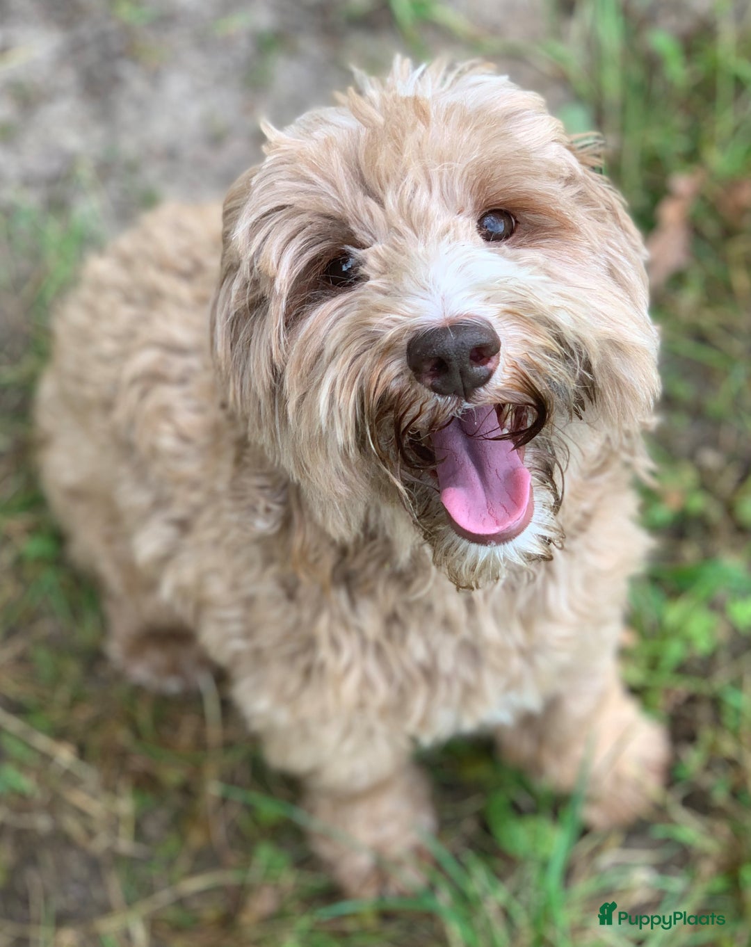 Labradoodle honden te koop: Mini Australian Labradoodles Moos en Guus!! - Afbeelding 5
