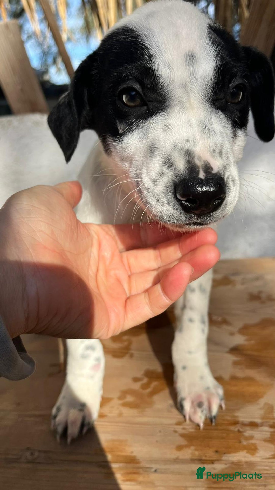 Kruising honden ter adoptie: Gunter zoekt een  vriendje voor het leven  - Advertentie 7