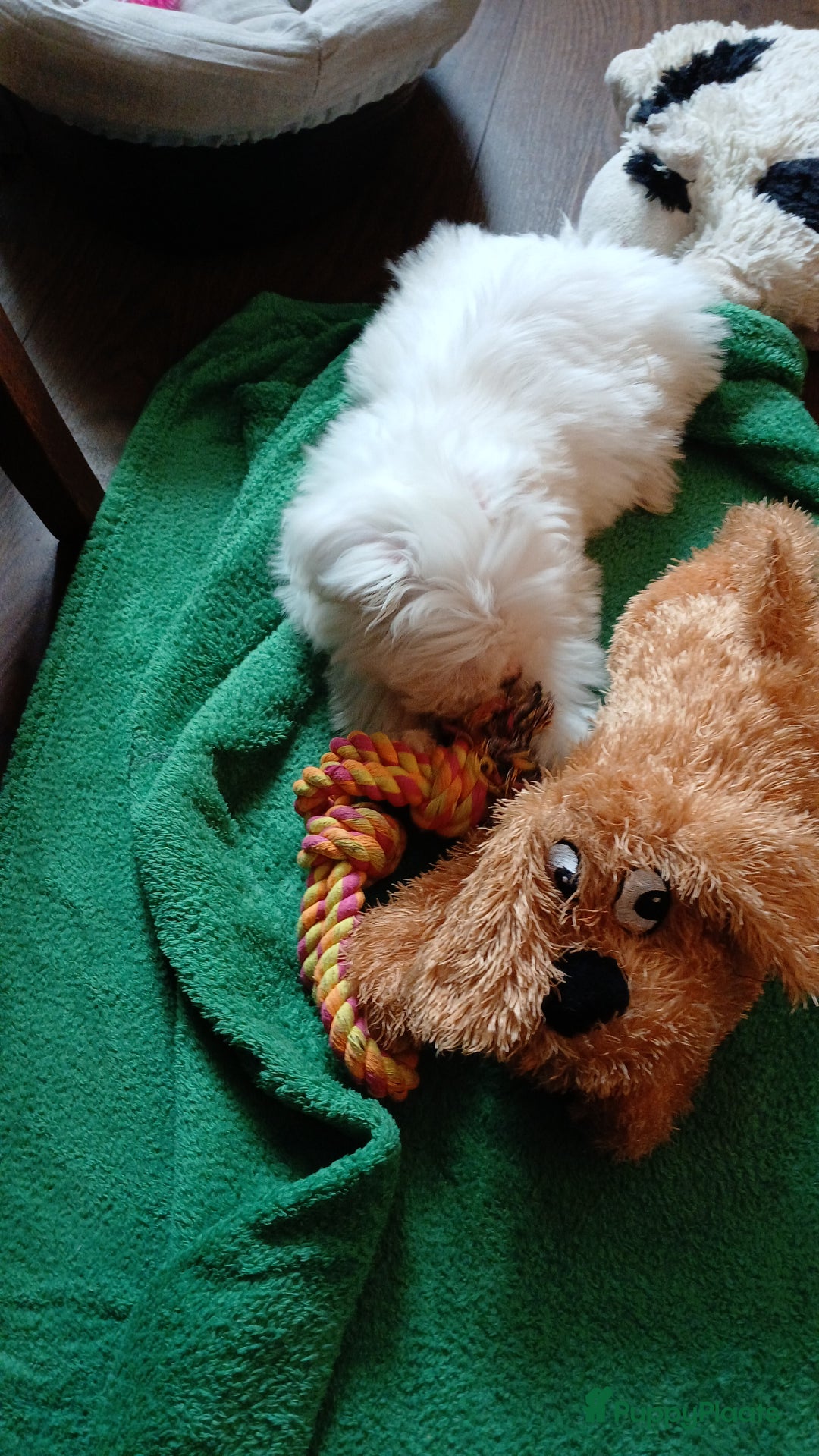 Malshi honden te koop: Shih Tzu/Maltezer kruising – teefje met paspoort - Advertentie 5