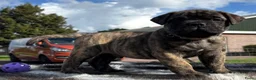 Bullmastiff honden te koop: Prachtige Bullmastiff Pups - Advertentie 7
