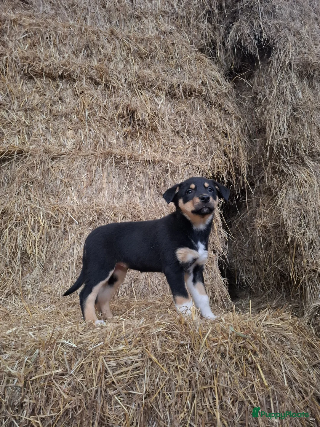 Kruising honden te koop: Prachtige pups Border Collie x Australian Kelpie  - Advertentie 5