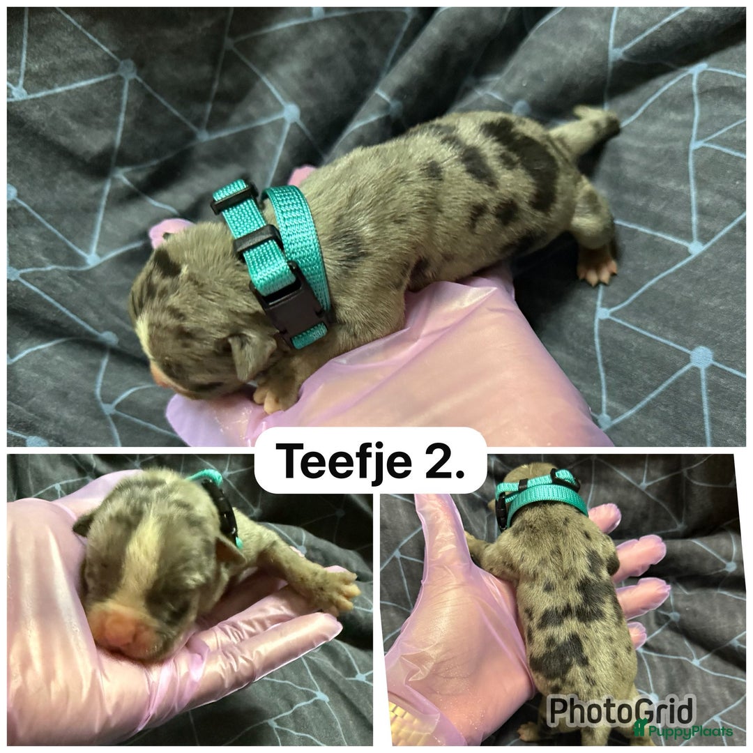 Amerikaanse Bully honden te koop: Amerikaanse bully xl  - Advertentie 5