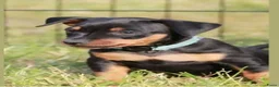 Dwergpinscher honden te koop: Dwergpincher puppy's aangeboden  - Advertentie 1