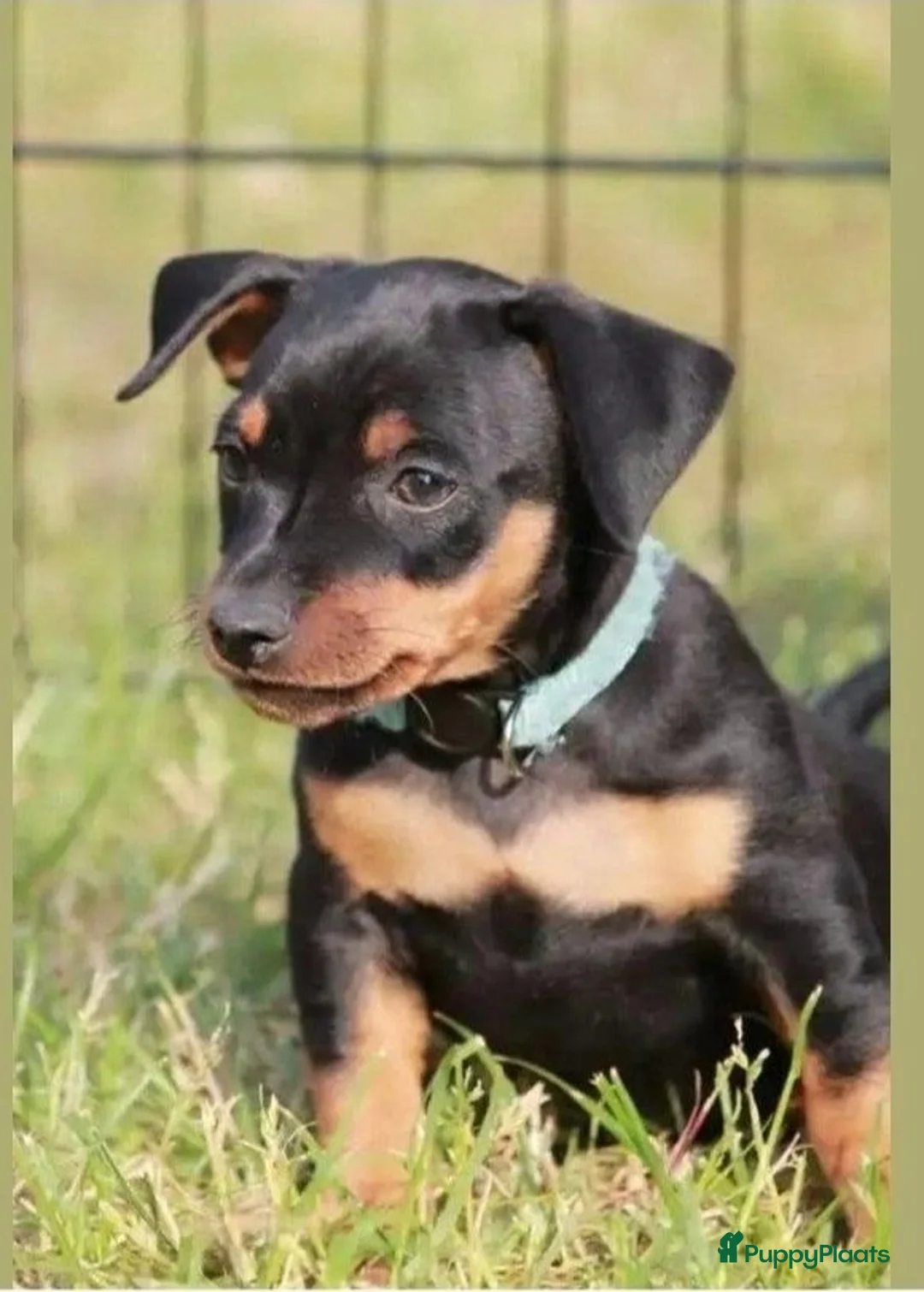 Dwergpinscher honden te koop: Dwergpincher puppy's aangeboden  - Advertentie 1