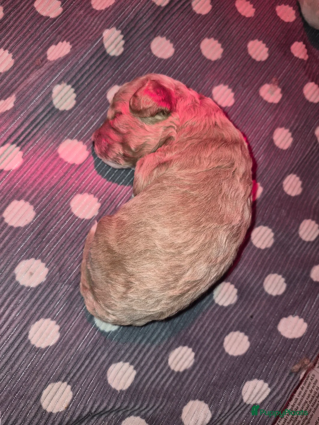 Maltipoo honden te koop: Lief mooi maltipoo reutje - Advertentie 2