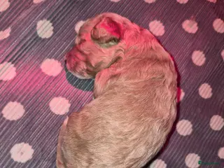 Maltipoo honden Lief mooi maltipoo reutje - Advertentie 2