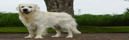 Golden Retriever honden te koop: Golden Retriever Pups met Stamboom. - Advertentie 30