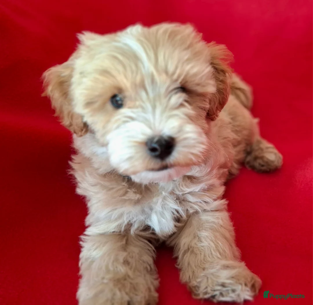 Maltipoo honden te koop: Leuke Maltipoo puppies - Advertentie 2