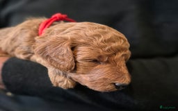 Poedel honden te koop: Middenslag poedels in Schuinesloot - Afbeelding 15