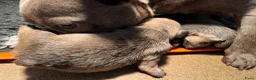 Franse Bulldog honden te koop: Franse Bulldog pups België  - Advertentie 2