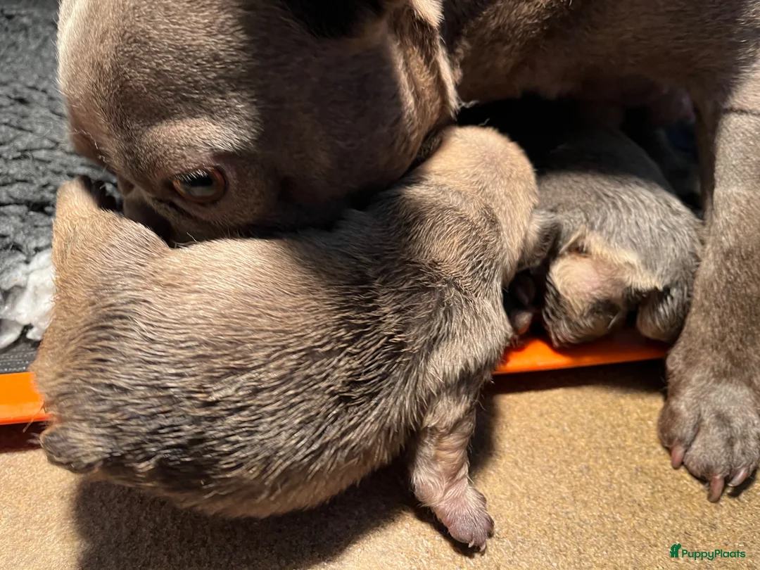 Franse Bulldog honden te koop: Franse Bulldog pups België  - Advertentie 2