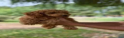 Poedel Toy honden te koop: **Bijzonder Toypoedel Reutje • 15 Weken • FCI** - Advertentie 1