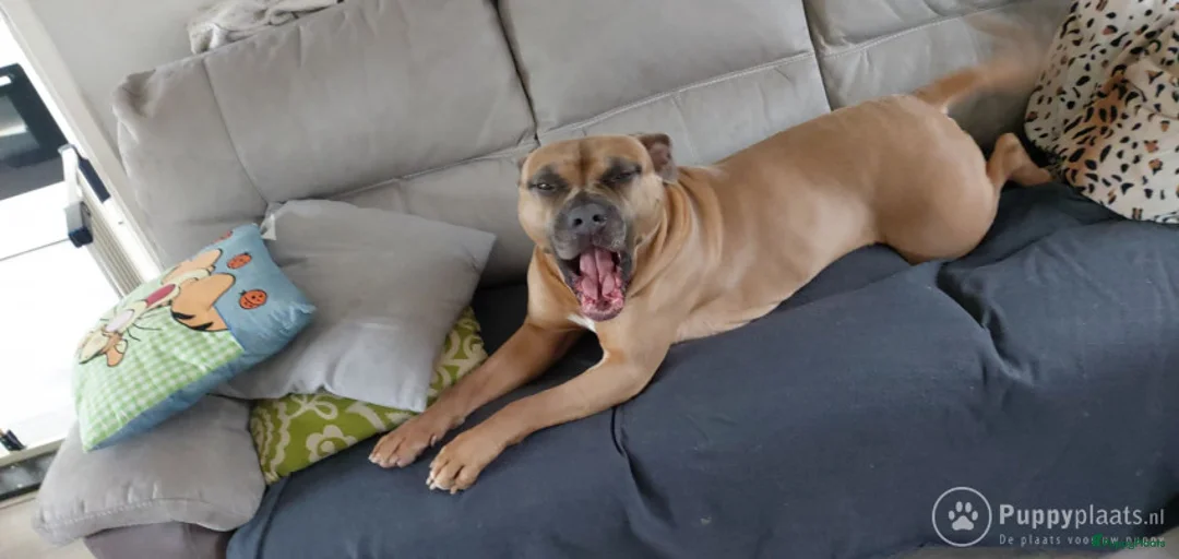 Kruising honden ter dekking: Amircan bully xl  zeer mooi in Heerlen - Advertentie 6