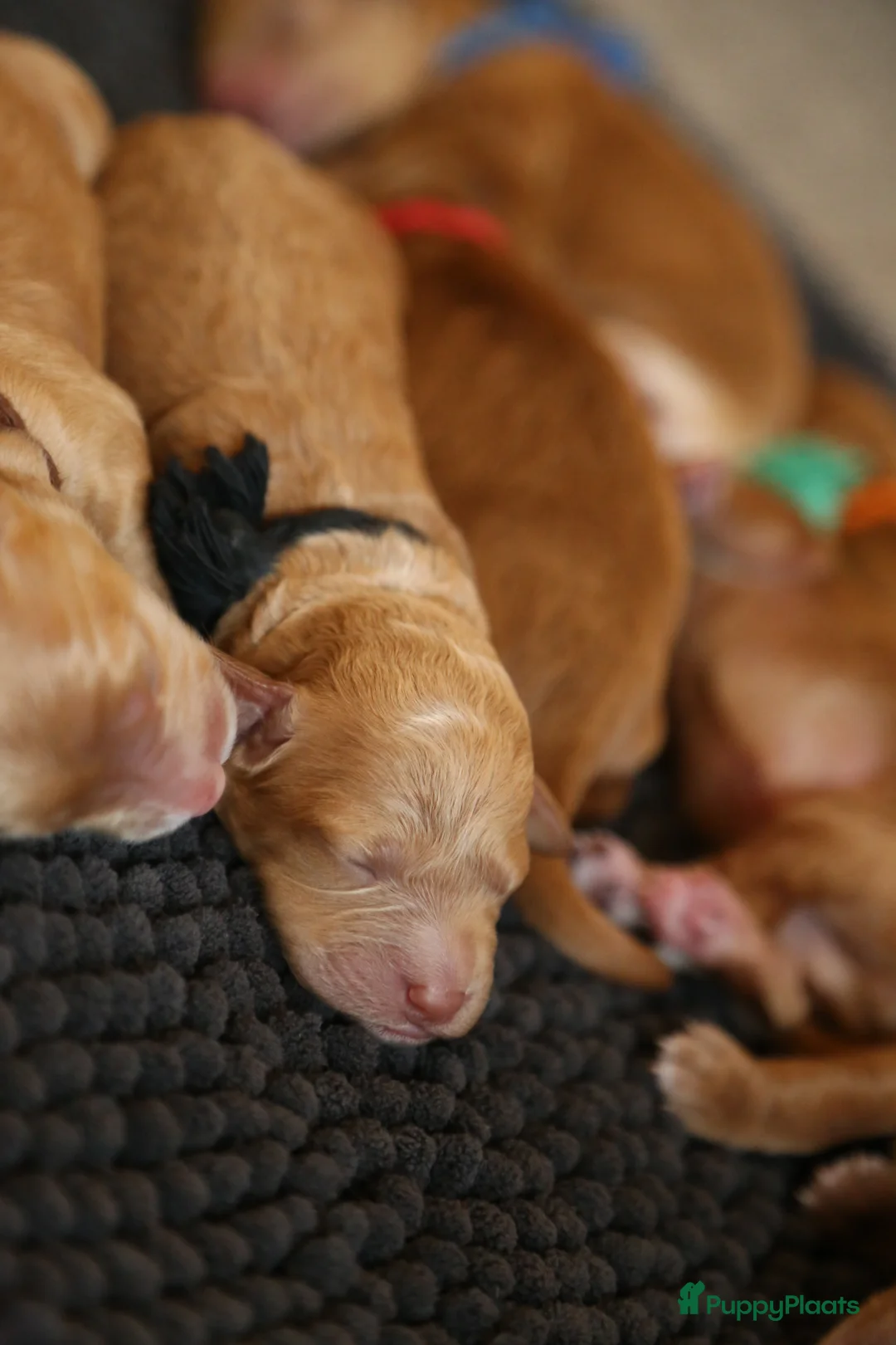 Australian Labradoodle honden te koop: Australische Labradoodle pupjes - Advertentie 4