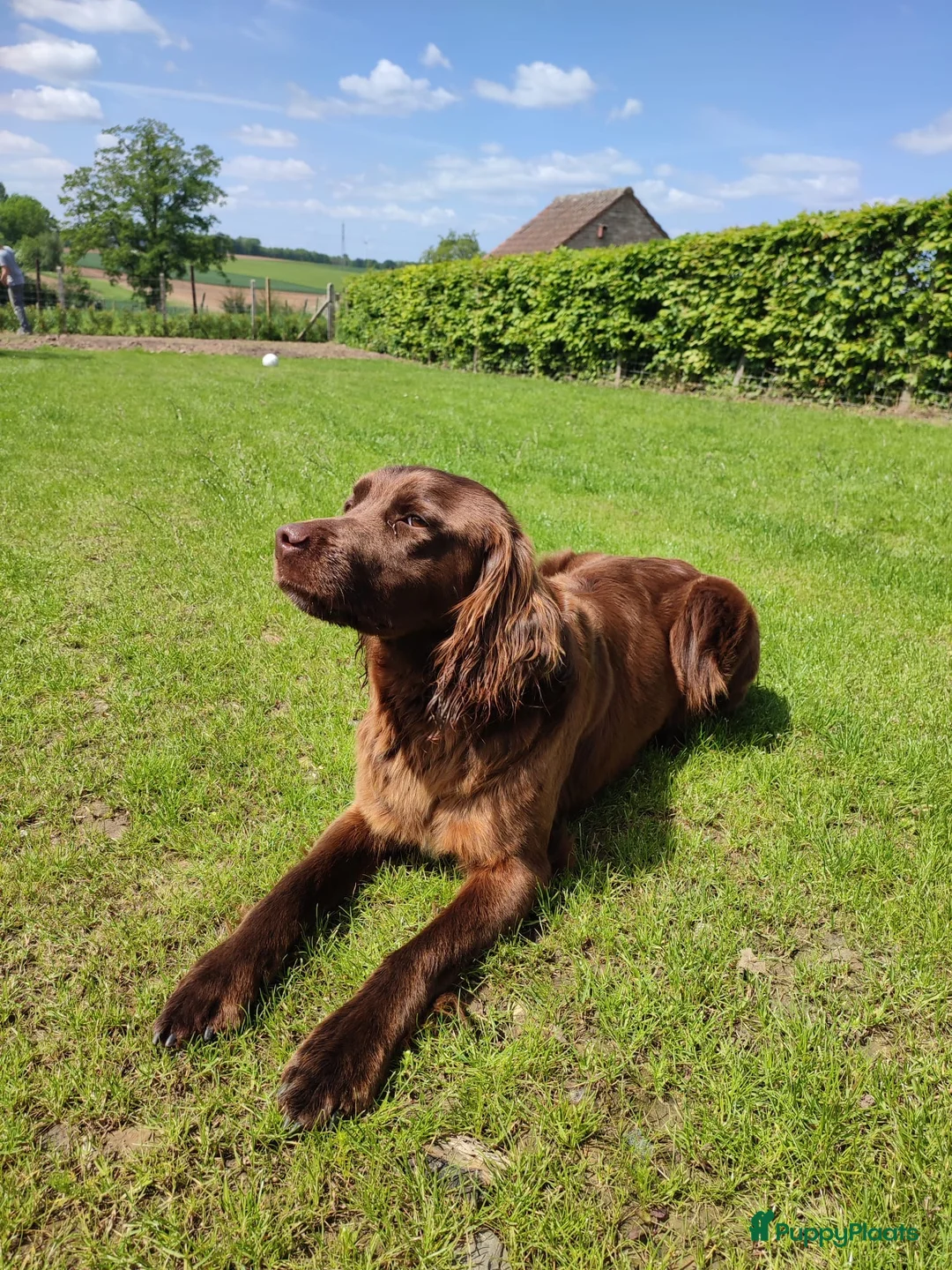 Duitse Staande Hond Langhaar honden te koop: Verwacht duitse staande Langhaar pups - Advertentie 4