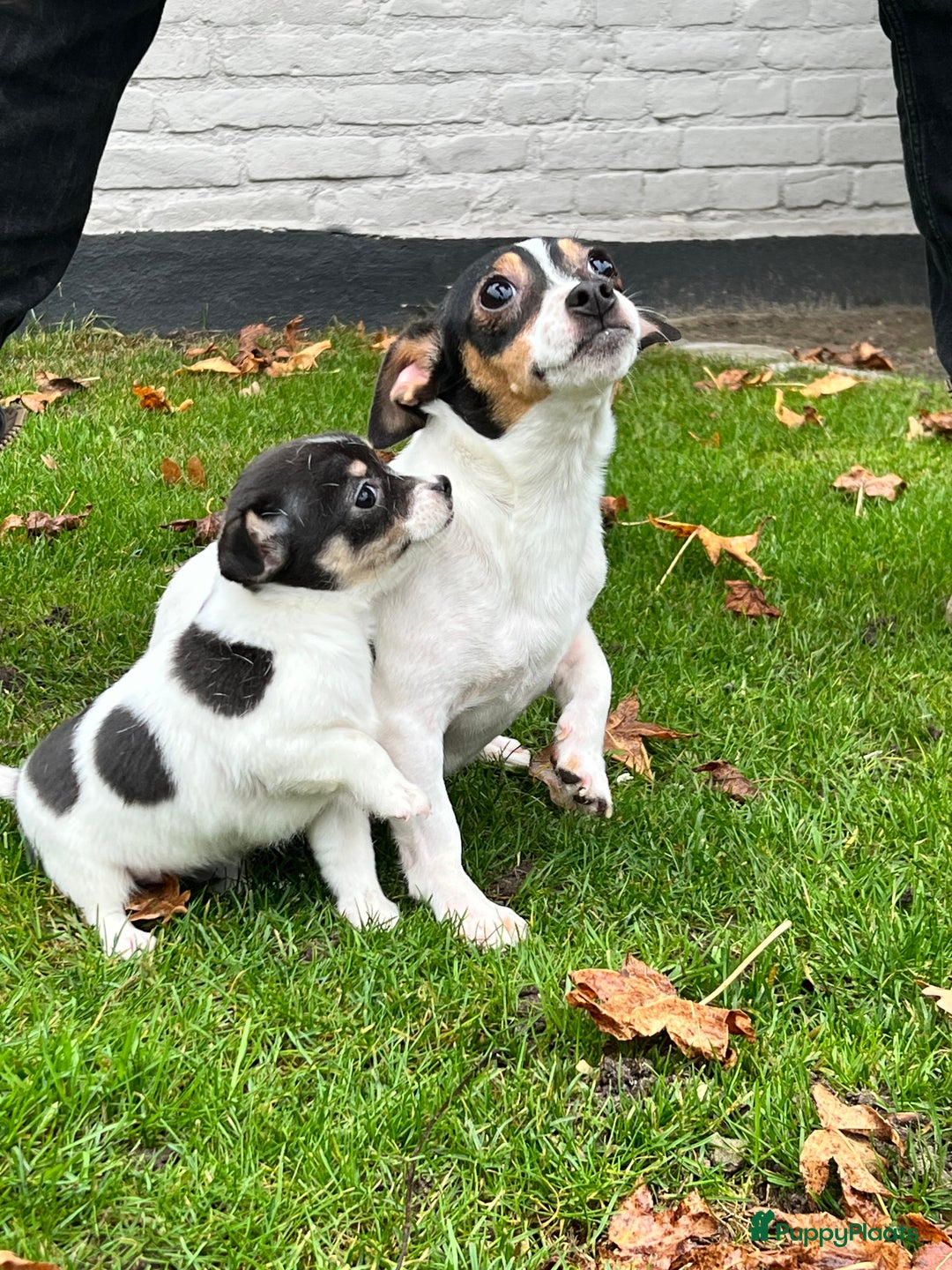 Jack Russel Terriër honden te koop: Jack Russell pup, teefje - Advertentie 4