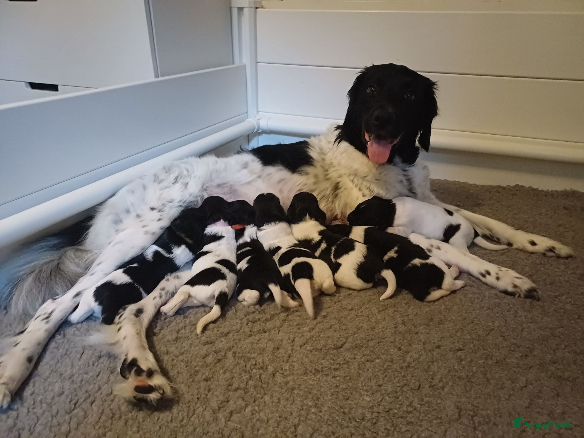 Friese Stabij honden Friese Stabij puppy's te koop - Advertentie 2