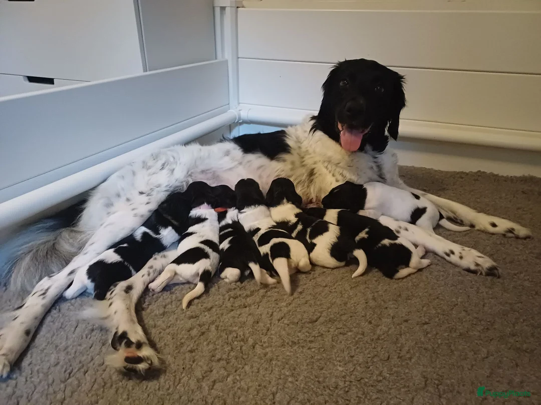 Friese Stabij honden te koop: Friese Stabij puppy's te koop - Advertentie 2