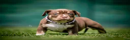 Amerikaanse Bully honden te koop: Amerikaanse pocket bully teefjes  - Advertentie 13