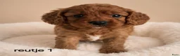 Cavapoo honden te koop: Supee mooie cavapoo pups - Advertentie 4