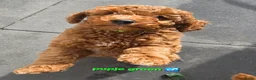 Labradoodle honden te koop: Mini labradoodles mogen verhuizen  - Advertentie 9