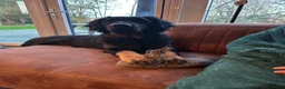 Hovawart honden te koop: Ter overname - Advertentie 3