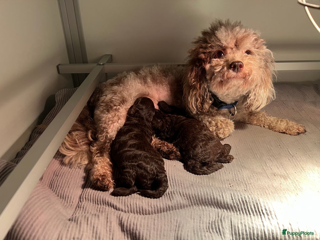 Poedel Toy honden te koop: Schitterende choco toypoedel pups uit merle moeder - Advertentie 11