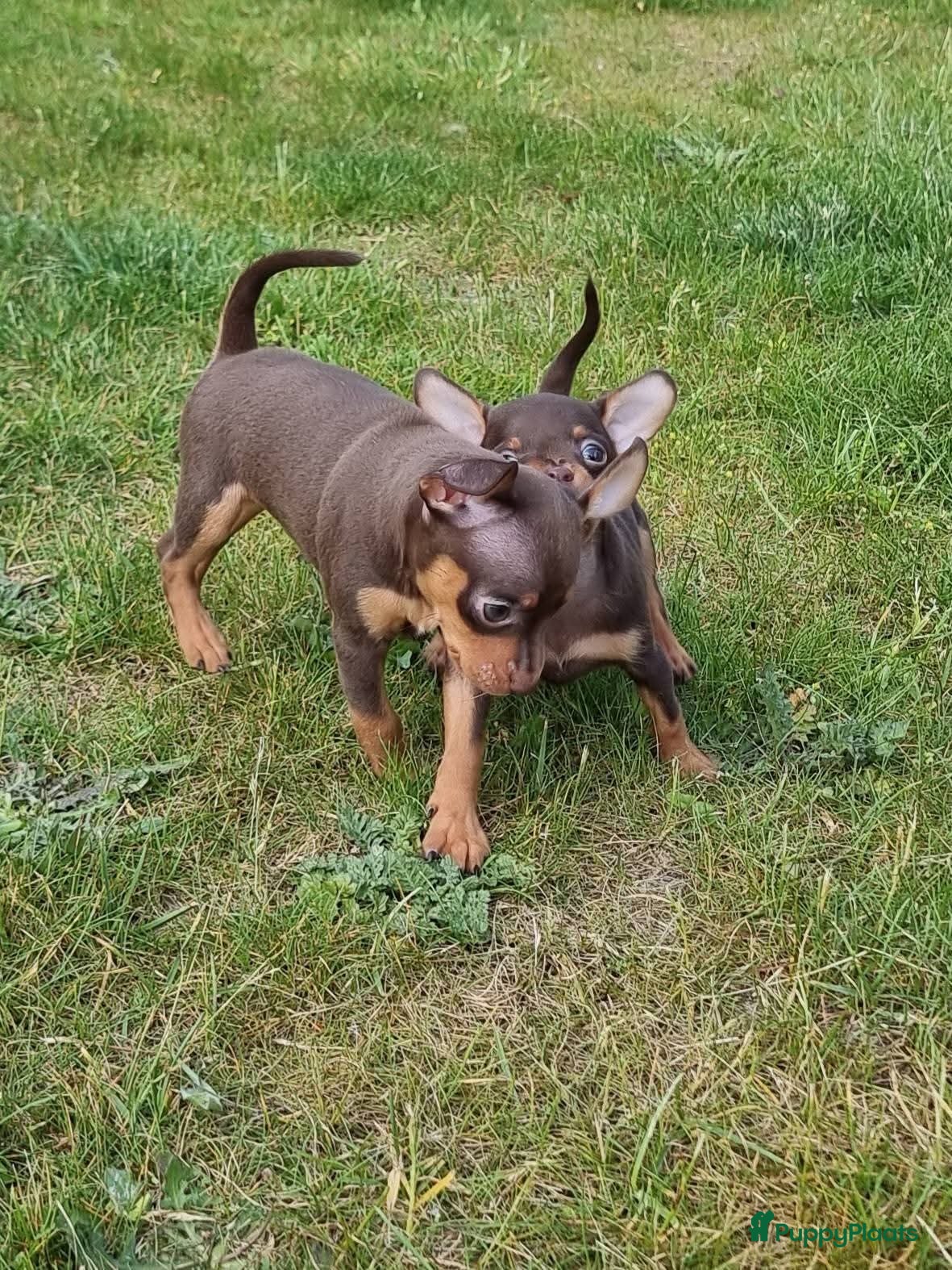Russische Toy Terriër honden te koop: Russische Toy Terriër pups met FCI stamboom  in Nieuw-Weerdinge - Advertentie 12