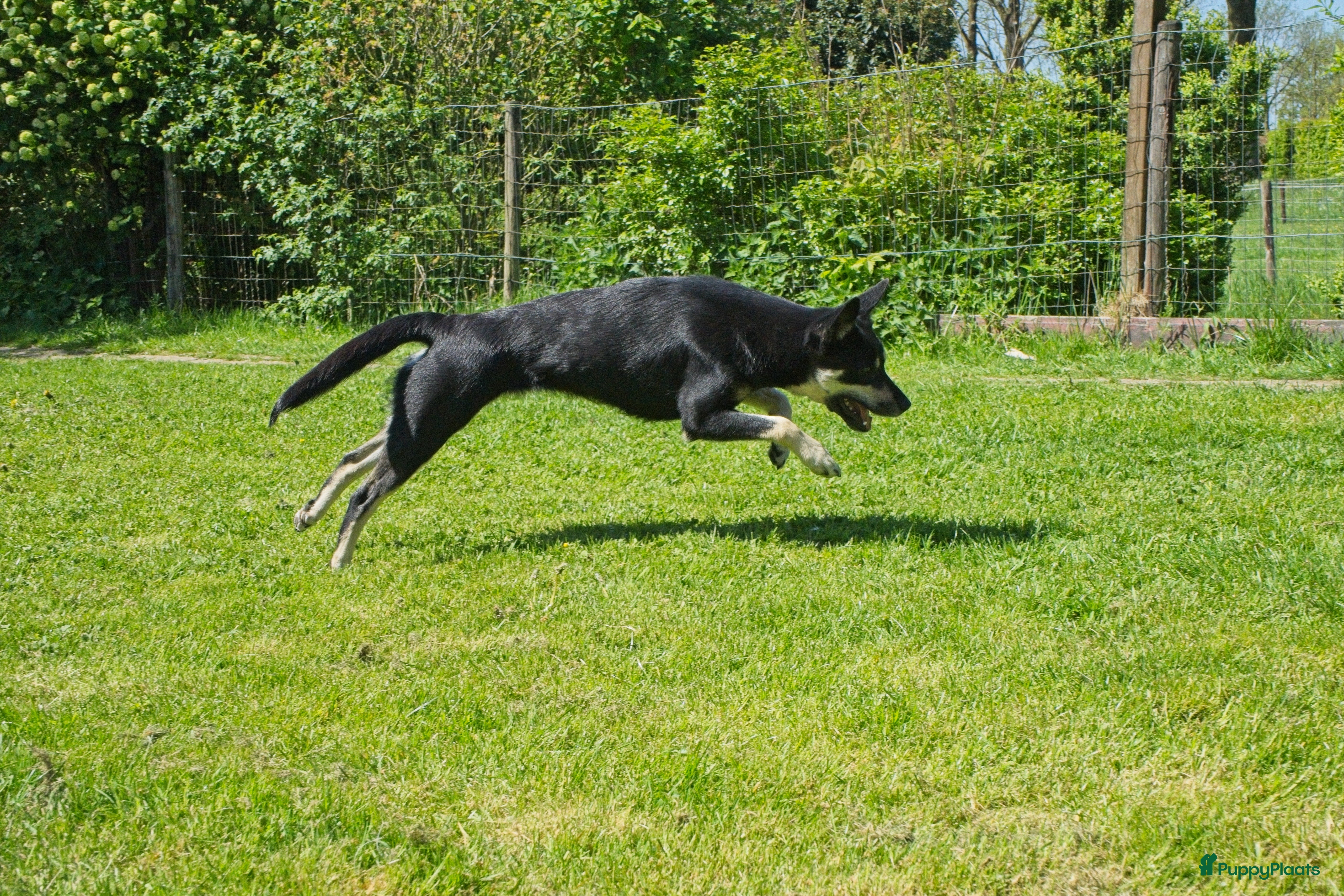 Australian Kelpie honden Mooie Australian Kelpie pups - Advertentie 1
