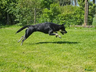 Australian Kelpie honden Mooie Australian Kelpie pups - Advertentie 1