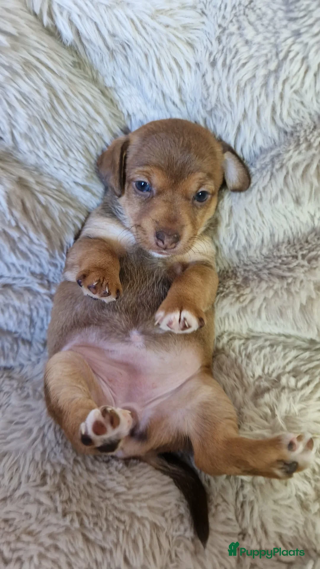 Jack Russel Terriër honden te koop: Super mooie jack russel pups - Advertentie 15