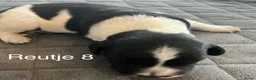 Friese Stabij honden te koop: Prachtige Friese Stabij pups in Rottevalle - Advertentie 14
