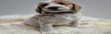 Cockapoo Puppy 1