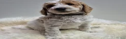 Cockapoo honden te koop: Cockapoo teefje en reutje - Advertentie 12