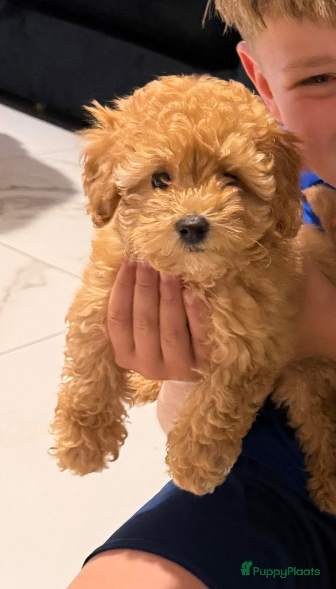 Maltipoo honden Maltipoo reutje super mooi, uit geteste ouders - Advertentie 5