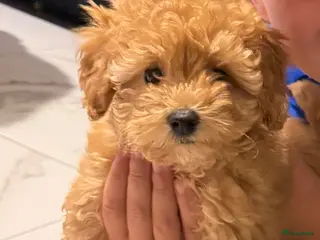 Maltipoo honden Maltipoo reutje super mooi, uit geteste ouders - Advertentie 5