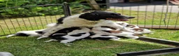 Friese Stabij honden te koop: Sasha en haar puppy's - Advertentie 16