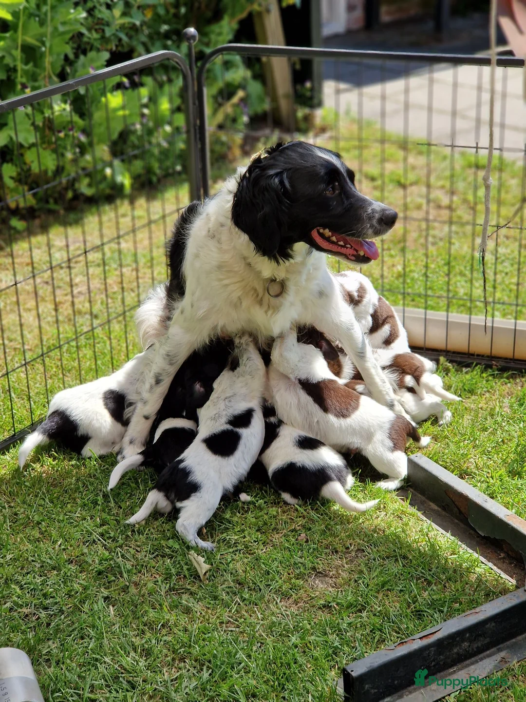 Friese Stabij honden te koop: Sasha en haar puppy's - Advertentie 16